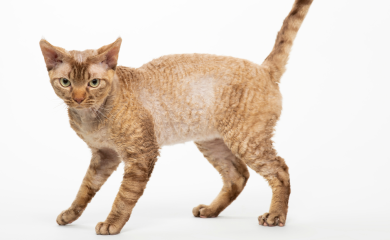 Devon rex